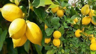نصيحة ذهبية لو شجرة الليمون لم تثمر وبدك ثمار غزيرة شاهد هذا الفيديو وستتفاجئ بالنتيجة