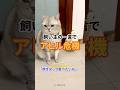 友情は本物。食欲も本物w #猫動画 #アヒル #飼い主ドッキリ #動物動画 #shorts