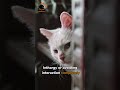 Why Does Your Cat Suddenly Hide? (Normal or a Warning Sign?)