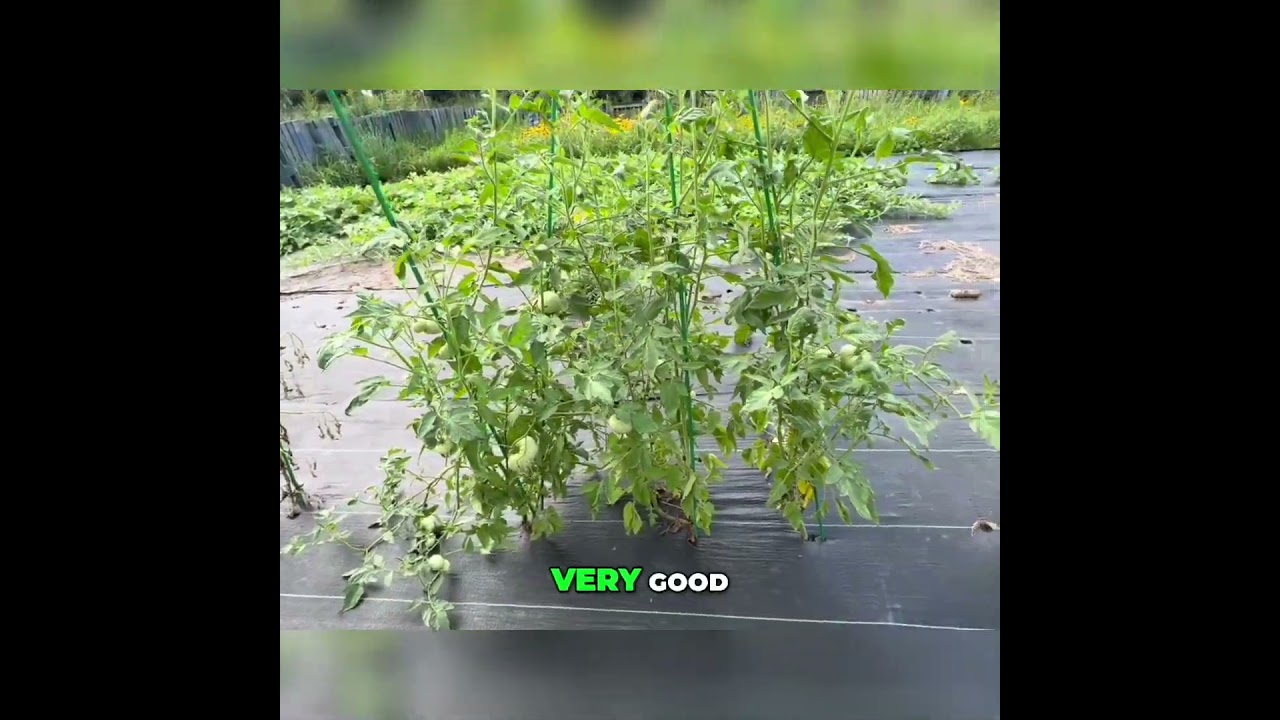 #1 Tomato Garden Success! Tips for a Bountiful Harvest