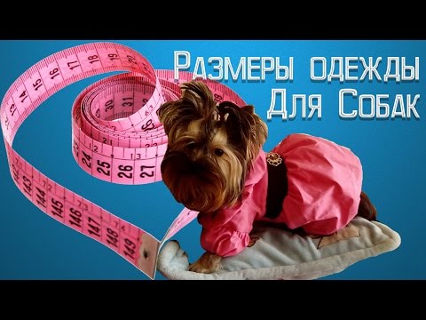 Размеры одежды для собак