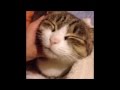 【vine6秒】犬 ネコ ペットの面白爆笑動画をまとめてみたsono3 mogeTV