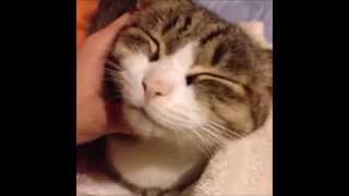【vine6秒】犬 ネコ ペットの面白爆笑動画をまとめてみたsono3   mogeTV