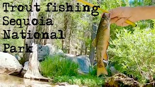 Backcountry Trout Fishing in Sequoia National Park!!! (Tenkara Fly fishing Kaweah River)
