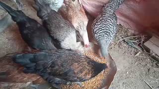 تربية الدجاج - تجربة مع منقوع حبوب القمح و الشعير 🦃💥🐤🐔