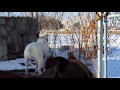 Leonidas 13 months dogo argentino guarding