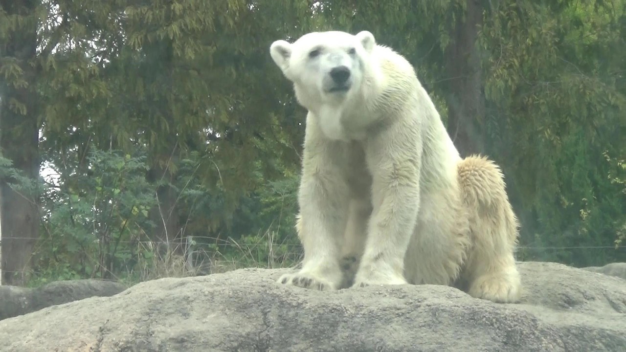 しろくま様 シロクマさんが可愛い❤ Cute polar bear #115 【Cute animal videos