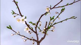 Beutiful nature view and birds songs screenshot 3