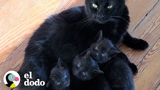 Gata está muy orgullosa de mostrarle sus gatitos a su madre de paso | ¡Adóptame! | El Dodo