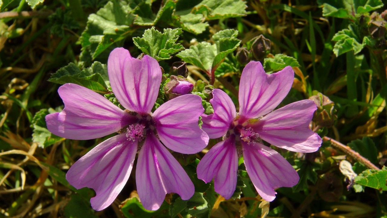 El Cerro del Tío Pío