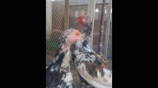 VID 20160826 WA000