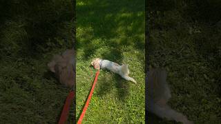 #dog #outdoors #walking #adventure #shihtzu
