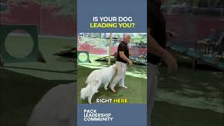 Is Your Dog Leading You