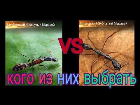 Видео: the ants underground kingdom гиганский зубчатый муравей, бамбуковый изогнутый муравей кто лучше