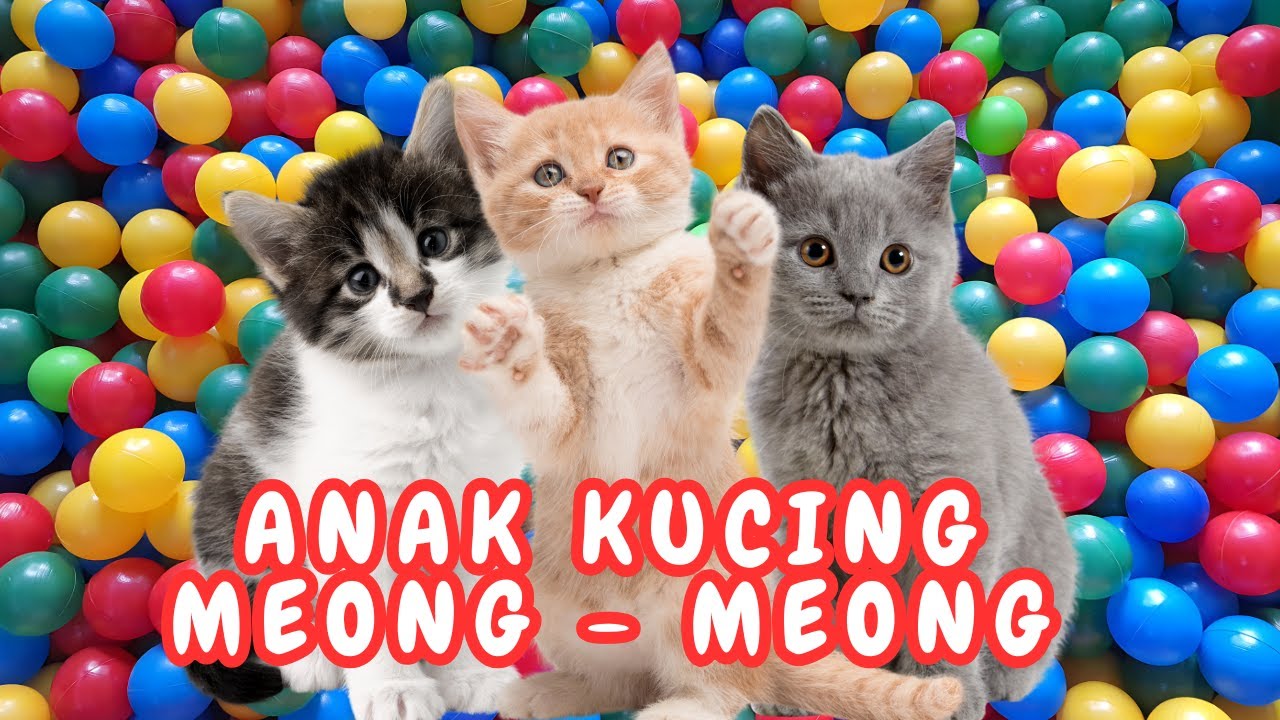 ANAK KUCING MEONG MEONG - kucing lucu banget bikin ngakak KUCING PERSIA LUCU 
