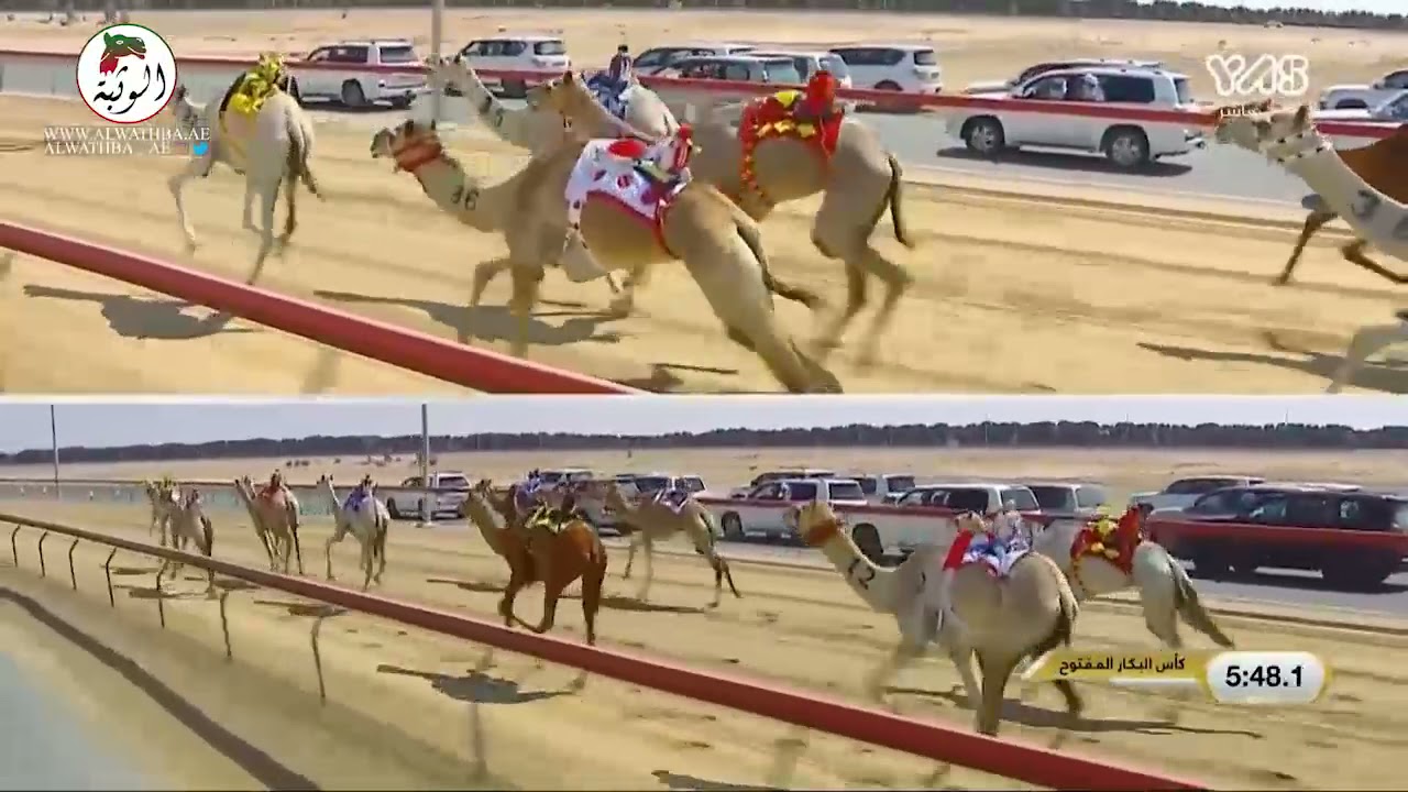 الشوط 1 (العنود) لـ محمد عتيق زيتون المهيري 8:53:9 ، مهرجان ختامي المرموم 2021 2021/4/6 ايذاع