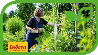 Gemüsebeet Pflanzplan Anleitung Für Den Eigenen Pflanzplan