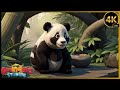 New panda song for kids  animagic kidsstudio