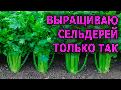 ТОЛЬКО ЭТОТ СОРТ СЕЛЬДЕРЕЯ СЕЮ НА РАССАДУ - ПОКАЗЫВАЮ КАК ПОСЕЯТЬ СЕЛЬДЕРЕЙ ЧЕРЕШКОВЫЙ