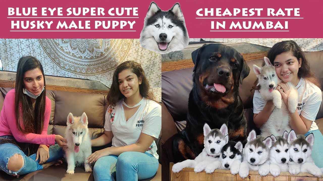 Top Quality Super Cute Husky Puppy In Cheapest Rate ! Mumbai YouTube