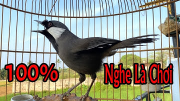 💫Khướu Hót GIỌNG RẤT HAY- NHIỀU GIỌNG.giọng rừng kích khướu bổi luyện khướu bổi hót căng lửa. ae