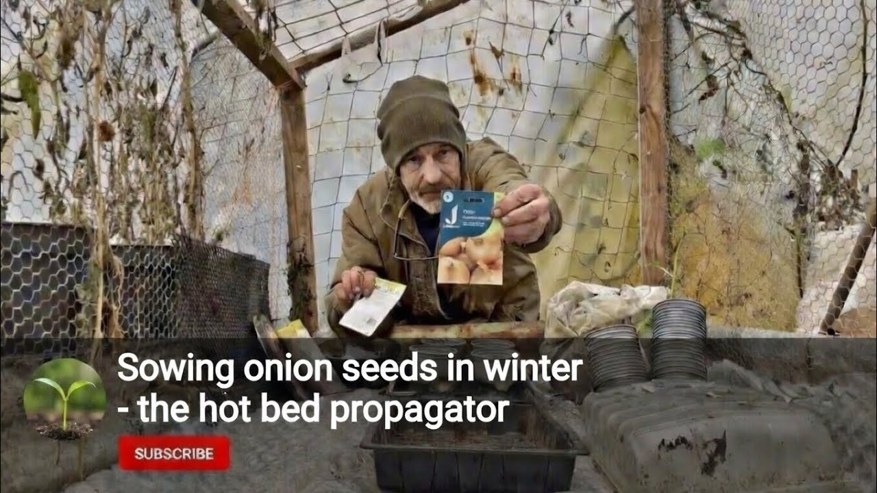 Sowing onion seeds in winter - the hot bed propagator. 