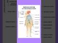 The most important|| Nervous system|| #english #shorts #youtubeshorts #youtubesearch #education