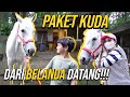 NAGITA MENUNGGU BERBULAN- BULAN AKHIRNYA PESANAN KUDA DARI BELANDA MENDARAT DI JAKARTA....