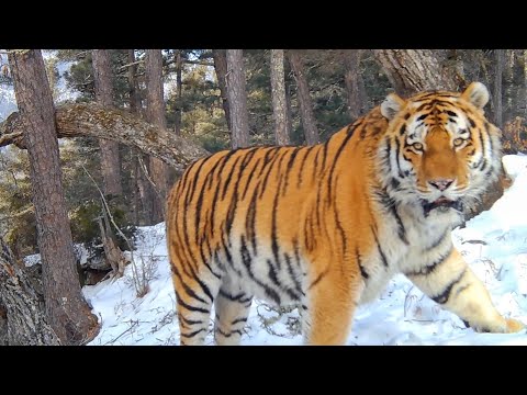 Video: Malajski tigar: opis, fotografija