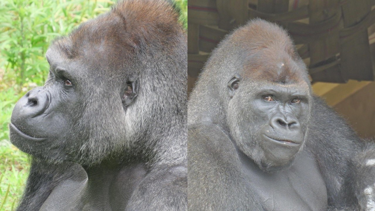 I'm strong, no, I'm stronger, oh, snacks! Kiyomasa, Shabani