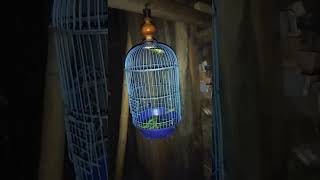 masteran burung walang kecek suara jernih..