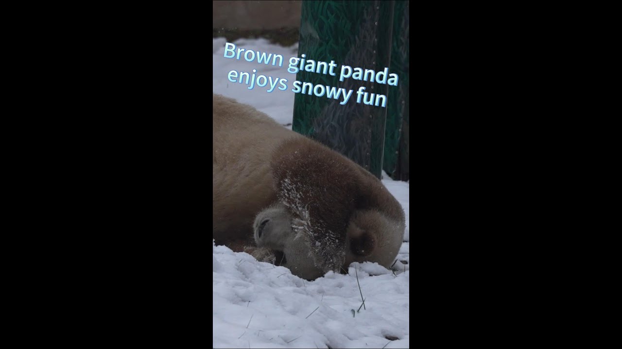 World's only captive brown giant panda enjoys snowy fun in NW China