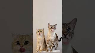 A-cat-pella #cats #shorts #cutecat #mlemmlem #mlemcat #funnycats #bengalcat #britishshorthair #cute