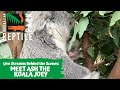 LIVE: MEET ASH THE KOALA! | The Australian Reptile Park