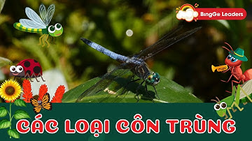 Các loài Côn trùng - Insects - Từ vựng tiếng Anh | Tiếng Anh trẻ em | BingGo Leaders