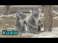 地面で遊ぶコアラがかわいい③Koala children are playing around the ground ③ 【こども動物自然公園】