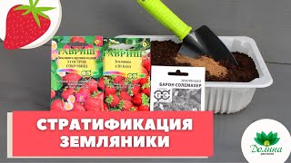 Стратификация и посев семян садовой земляники! МАСТЕР-КЛАСС ОТ ЭКСПЕРТА