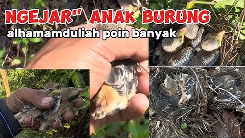 ngejar ngejar anak burung alhamduliah poin banyak #kicaumania