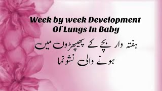 Development Of Lungs In Womb | Babys Growth In Pregnancy |Physical Changes In Baby During Pregnancy