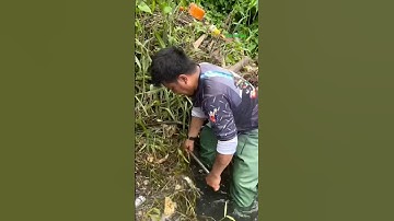 Cá Lớn - gồng mình vợt đàn Cá Rô Phi ẩn nấp 😱 #khacthuyvlogg