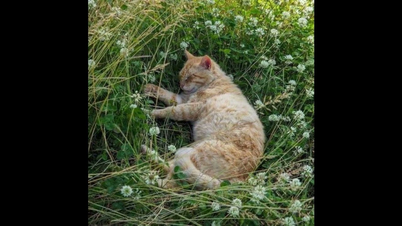 [FREE FOR PROFIT] Ericdoa Hyperpop Type Beat | copycat