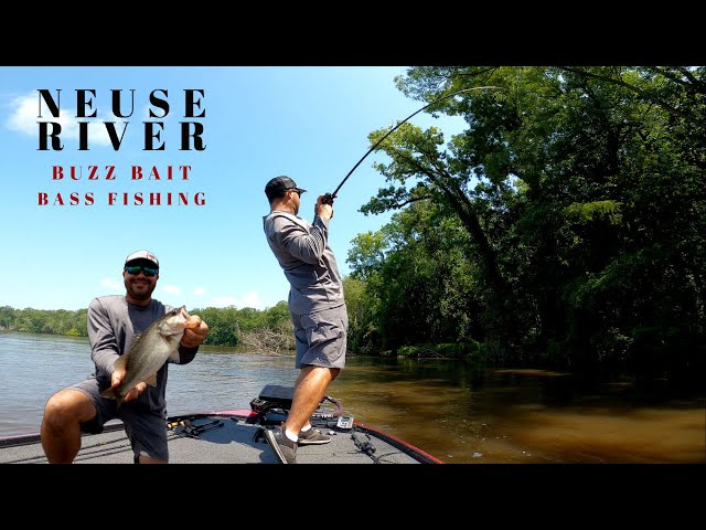 Neuse River Bass Fishing - Buzzbait Fishing was on Fire!! 