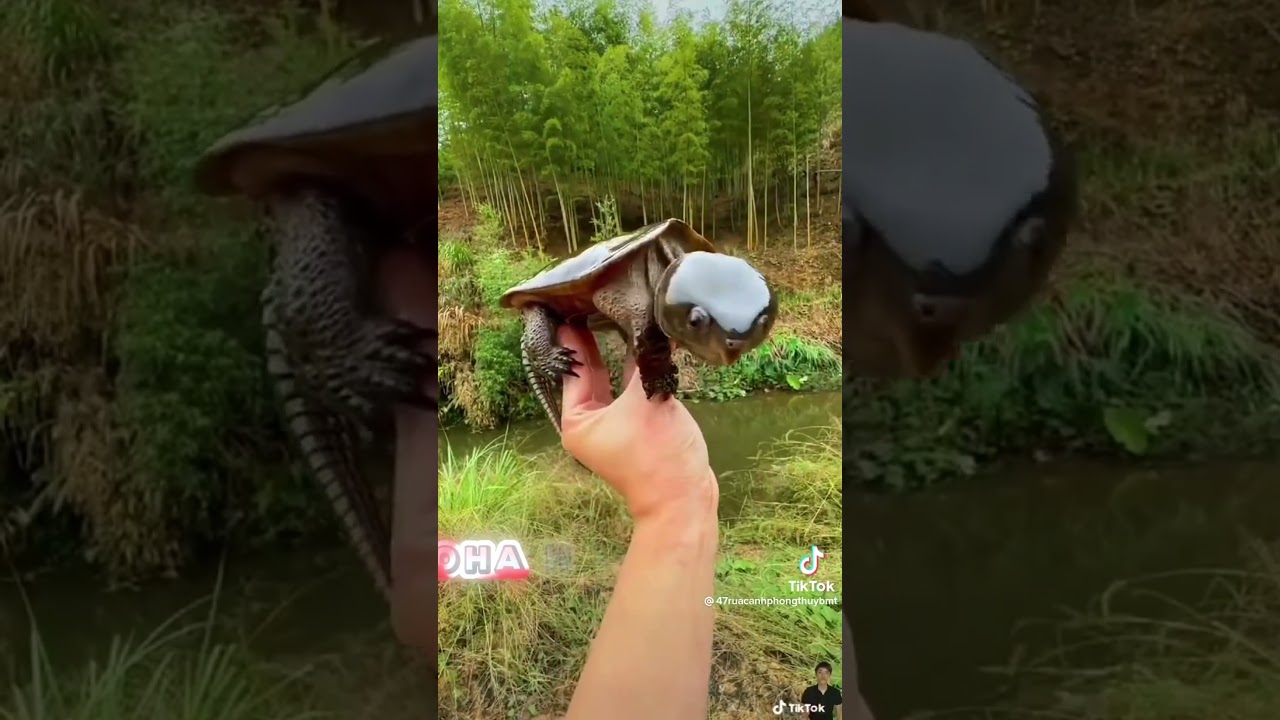 Самая необычная черепаха! #удивительно #животные