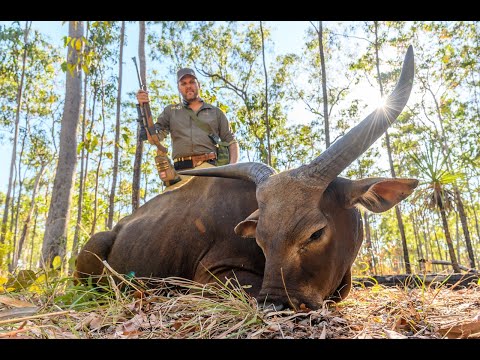 Hunting Banteng in Australia's Northern Territory