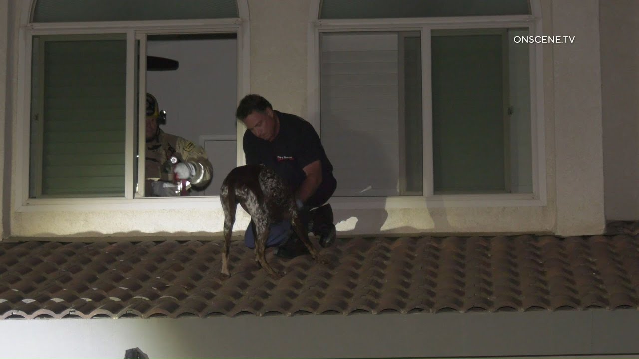 Dog Rescued From Roof Of House in Riverside - YouTube