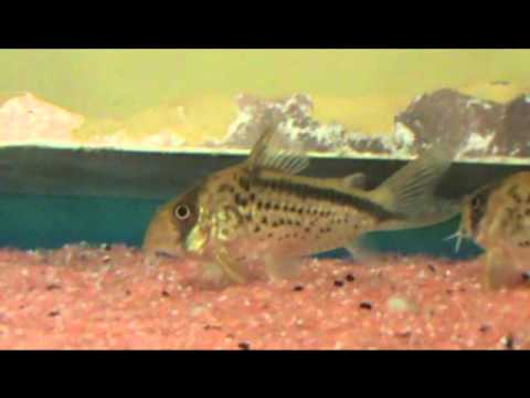 Cory loxozonus