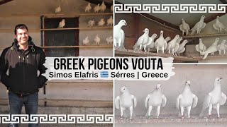Дрессировка на уровне ! Вута - пикирующие голуби Греции | Περιστέρια της Ελλάδας | Vouta pigeons