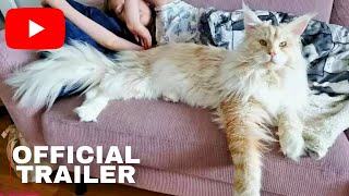 Maine Coons - The Largest Domestic Cat Breed [2023]