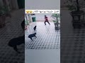شاهد كيف تعامل مع هجوم الكلاب الشرسة 
