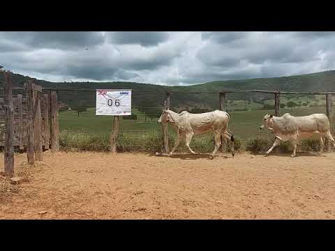 Lote 06 - Leilão Virtual Gado de Corte Avante Pecuária